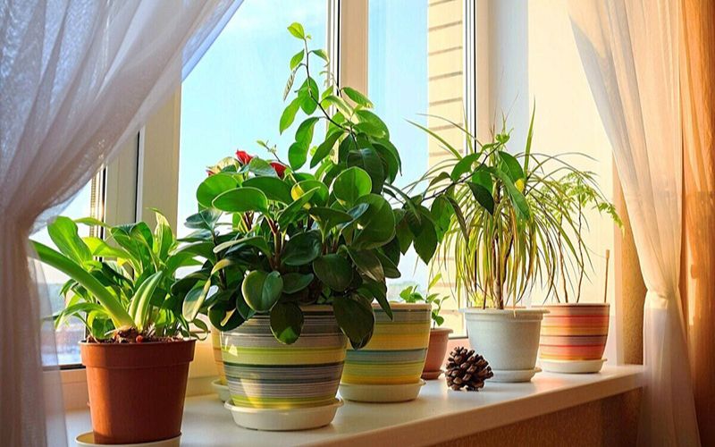 Sử dụng cây xanh