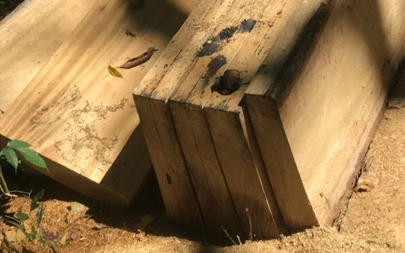 Ưu điểm và nhược điểm của gỗ dổi