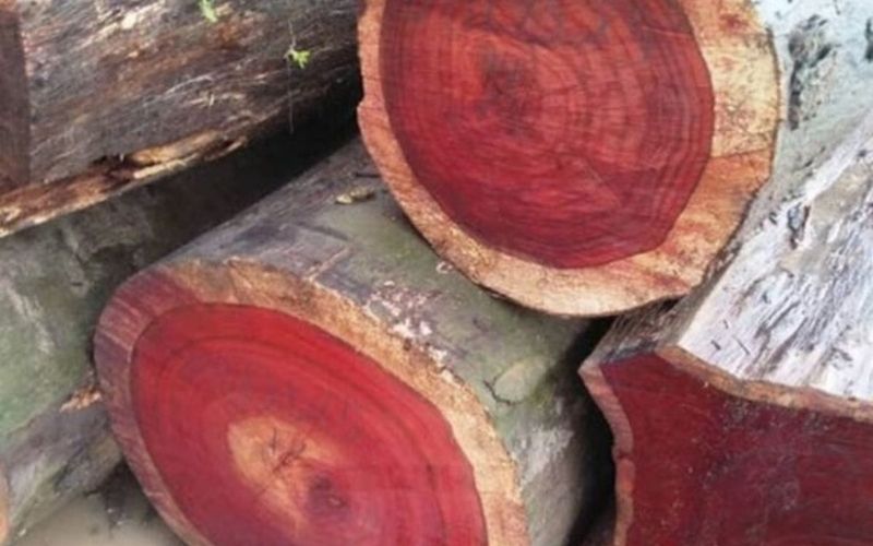 Đặc điểm của gỗ hương theo nhóm gỗ