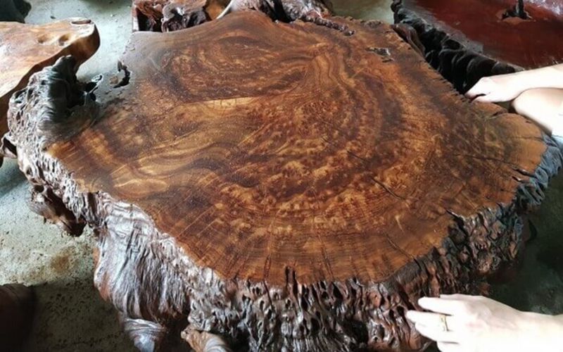 Đặc điểm nhận biết nu gỗ
