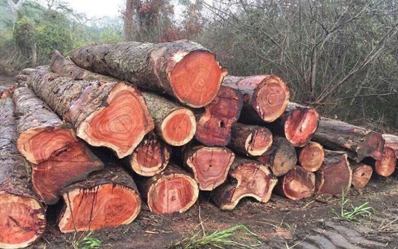 Gỗ hương là gì?