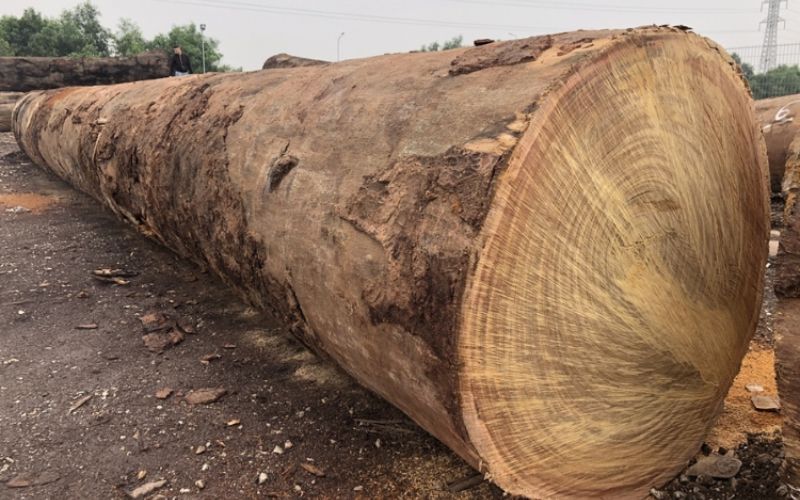 Gỗ lim thuộc nhóm máy