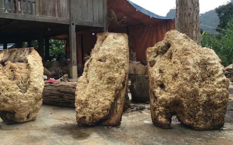 khám phá nu gỗ là gì