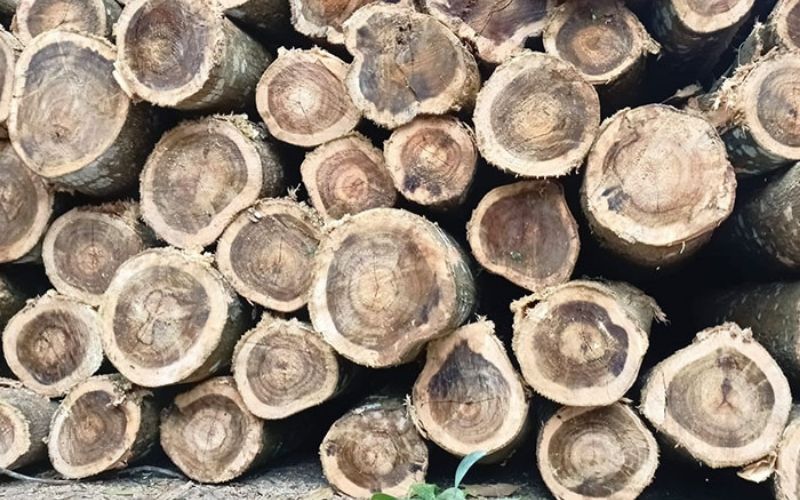 tìm hiểu gỗ keo thuộc nhóm mấy