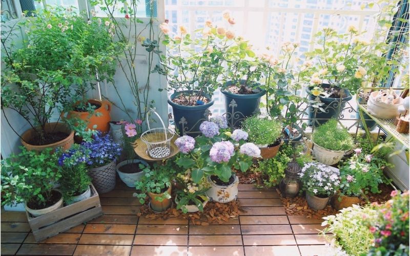 Khu vườn thảo mộc nhỏ